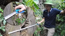 Nhói lòng cảnh rừng nghiến tan hoang