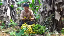 Đắng lòng chuối xuất khẩu phải bán cho dê, cá ăn
