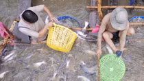 Cơ hội đẩy mạnh xuất khẩu cá tra vào Mỹ