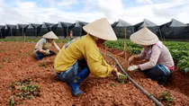 Khan hiếm rau Tết Đà Lạt