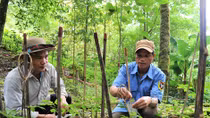 Những người bảo tồn "quốc bảo" sâm Việt Nam