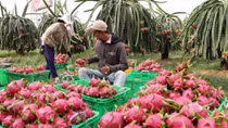 Ứng dụng kỹ thuật tiên tiến phát triển vùng chuyên canh thanh long