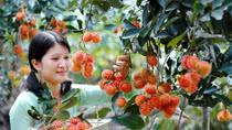 Nhiều loại nông sản, trái cây tăng giá, nông dân phấn khởi