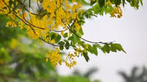 Hồ Tây thơ mộng trong sắc hoa muồng hoàng yến