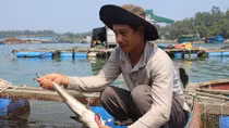 Điêu đứng vì cá bớp nuôi lồng chết hàng loạt