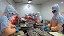 Xuất khẩu tôm sang Hoa Kỳ tăng tháng thứ 2 liên tiếp