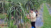 Vĩnh Phúc - Nông thôn mới gắn với sản phẩm đặc trưng