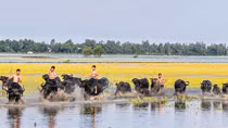 Trâu ơi, trâu à
