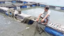 Khẩn trương điều chuyển lồng cá ngoài quy hoạch trên sông Chà Và