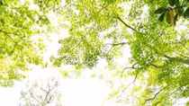 Mốt đám cưới không chú rể ở Nhật Bản