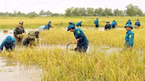 Thời tiết cực đoan gây thiệt hại tại đồng bằng sông Cửu Long