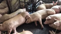 Ngăn chặn dịch tả lợn châu Phi