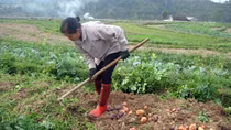 3.000 tấn khoai tây Pháp vào Việt Nam: Khoai Việt có đủ sức cạnh tranh?