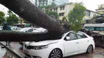 "Thần sét" chưa tới Hà Nội nhưng cây đã đổ nghiền nát ô tô 