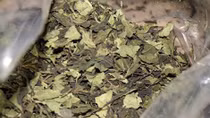 Cảnh báo “thảo mộc” gây loạn thần, sống ảo