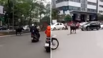 Trâu "điên" náo loạn đường phố Hà Nội