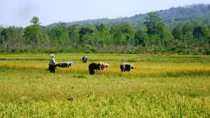 Cho phép 2 địa phương chuyển đổi đất trồng lúa