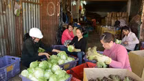 Rau, hoa Đà Lạt trong mùa dịch COVID-19