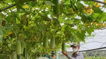 Có một Đà Nẵng... quê