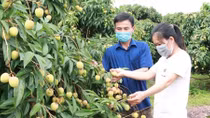 Tỉnh Bắc Giang cử “Tổ hỗ trợ” xuất khẩu vải thiều tại cửa khẩu