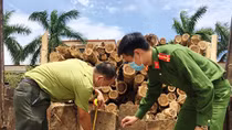 Phát hiện xe vận chuyển gỗ lậu về xưởng cưa
