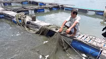 Người dân nuôi cá lồng bè trên sông Chà Và thắng kiện