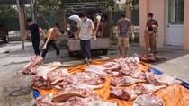Vận chuyển gần nửa tấn thịt thối vào Nam tiêu thụ