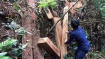 Xử lý nghiêm trách nhiệm trong các vụ phá rừng
