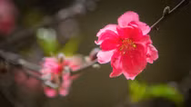 Người Hà Nội đi lễ chùa đón thời khắc thiêng liêng