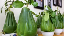  “Săn” trái cây chưng Tết