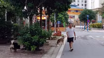 Liên tiếp xảy ra các vụ chó cắn người: Phớt lờ quy định cấm - coi thường tính mạng người khác