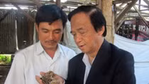 Làm giàu từ cây nấm “trị” ung thư