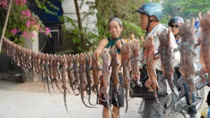 Săn "thần dược" vùng Bảy Núi