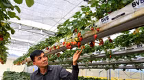 Bỏ khai thác than làm ông chủ vườn dâu Mỹ giữa Đà Lạt