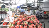 Thanh long đạt chuẩn không lo rớt giá