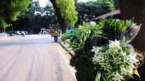  Hoa loa kèn nở sớm "lạc lõng" giữa tiết trời tháng 3 Hà Nội