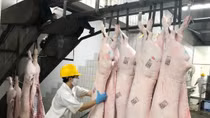 Cân đối cung - cầu mặt hàng thịt lợn cho thị trường Tết 2020