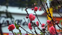 Chợ hoa Hàng Lược nhộn nhịp những ngày cuối năm