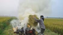 Ngăn chặn tình trạng đốt rơm rạ tại khu vực Cảng hàng không quốc tế Nội Bài
