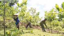 Kiểm soát chặt chẽ việc chuyển mục đích sử dụng đất lâm nghiệp