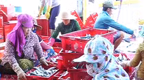 Ngư dân vững vàng vươn khơi bám biển