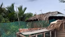 Những cuộc đời tan nát vì... gà