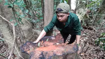 Tây Nguyên vẫn nhức nhối tình trạng phá rừng