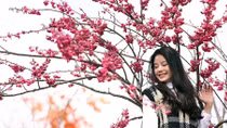 Hoa anh đào Nhật khoe sắc trên đỉnh Fansipan