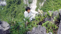 Nghề "săn" phong lan rừng trên vùng sơn cước