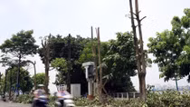 Phố Trích Sài ngổn ngang khi hơn 100 cây hoa sữa bị cắt cành, cưa ngọn