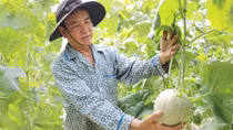 Đồng bằng sông Cửu Long liên kết trong phát triển nông nghiệp để tăng lợi nhuận
