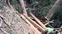 Lợi dụng khai thác keo trồng để phá rừng quy mô lớn