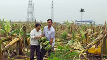 Đề nghị khởi tố vụ án côn đồ chặt hạ hàng nghìn cây chuối