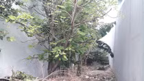 Xung quanh "kỳ án" trộm vịt
